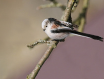 Mlynařík dlouhoocasý (Aegithalos caudatus)