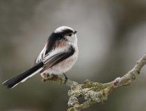 Mlynařík dlouhoocasý (Aegithalos caudatus)