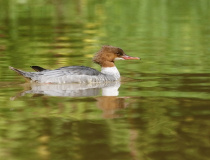 Morčák velký (Mergus merganser) - samice