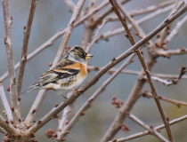 Pěnkava jikavec (Fringilla montifringilla)