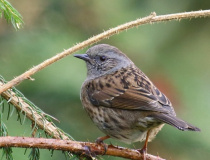 Pěvuška modrá (Prunella modularis)