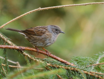 Pěvuška modrá (Prunella modularis)