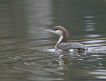 Potáplice severní (Gavia arctica)