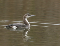 Potáplice severní (Gavia arctica)