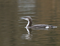 Potáplice severní (Gavia arctica)