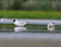 Racek chechtavý (Chroicocephalus ridibundus)