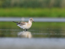 Mladý racek chechtavý (Chroicocephalus ridibundus)