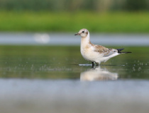 Mladý racek chechtavý (Chroicocephalus ridibundus)
