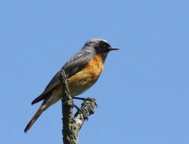 Rehek zahradní (Phoenicurus phoenicurus)