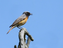 Rehek zahradní (Phoenicurus phoenicurus)