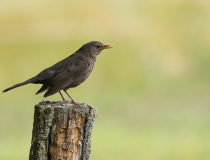 Kos černý (Turdus merula) - samice