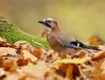 Sojka obecná (Garrulus glandarius)