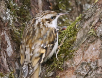 Šoupálek dlouhoprstý (Certhia familiaris)
