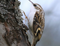 Šoupálek dlouhoprstý (Certhia familiaris)