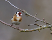 Stehlík obecný (Carduelis carduelis)