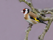 Stehlík obecný (Carduelis carduelis)