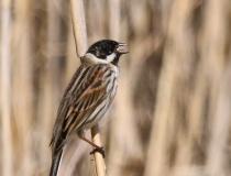 Strnad rákosní (Emberiza schoeniclus)