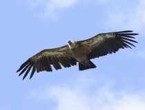 Sup bělohlavý (Gyps fulvus)