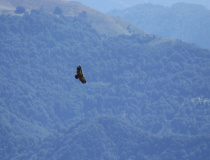 Sup bělohlavý (Gyps fulvus)