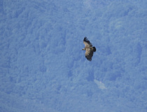 Sup bělohlavý (Gyps fulvus)