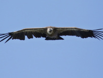 Sup bělohlavý (Gyps fulvus)