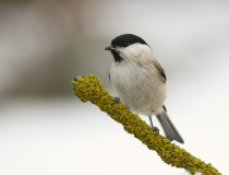 Sýkora babka (Poecile palustris)