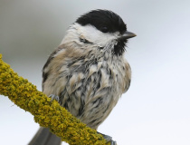 Sýkora babka (Poecile palustris)