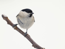 Sýkora babka (Poecile palustris)