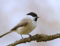 Sýkora babka (Poecile palustris)