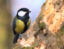 Sýkora koňadra (Parus major)