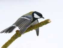 Sýkora koňadra (Parus major)