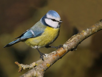 Sýkora modřinka (Cyanistes caeruleus)