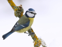 Sýkora modřinka (Cyanistes caeruleus)