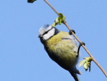 Sýkora modřinka (Cyanistes caeruleus)
