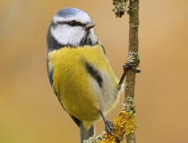 Sýkora modřinka (Cyanistes caeruleus)