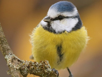 Sýkora modřinka (Cyanistes caeruleus)