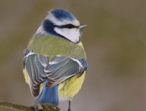 Sýkora modřinka (Cyanistes caeruleus)