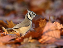 Sýkora parukářka (Lophophanes cristatus)