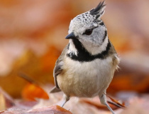 Sýkora parukářka (Lophophanes cristatus)