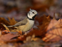 Sýkora parukářka (Lophophanes cristatus)