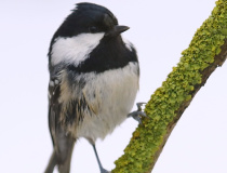 Sýkora uhelníček (Periparus ater)