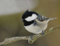 Sýkora uhelníček (Periparus ater)
