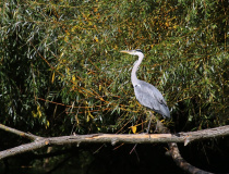 Volavka popelavá (Ardea cinerea)