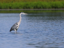 Volavka popelavá (Ardea cinerea)