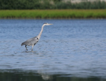 Volavka popelavá (Ardea cinerea)