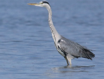 Volavka popelavá (Ardea cinerea)