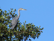 Volavka popelavá (Ardea cinerea)