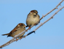 Vrabec domácí (Passer domesticus) - samec