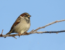 Vrabec domácí (Passer domesticus) - samec