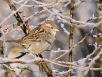 Vrabec domácí (Passer domesticus) - samice